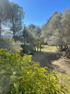 Villas Villa Grand Cedre : photos des chambres