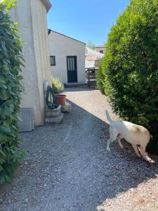 Chalets Maisonnette avec grande terrasse : photos des chambres