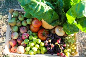 Chitakas Organic Farmhouse in Ribatejo