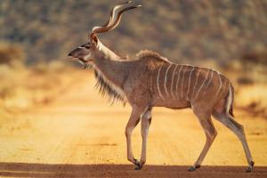 Okonjima Plains Camp