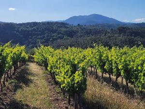 Maisons de vacances L'Ardechois - Les Gites du Castagnou : photos des chambres