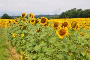 Holiday home in Vicchio - Toskana 27442