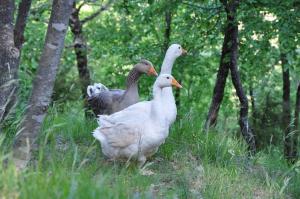 Holiday home in Vicchio - Toskana 27442