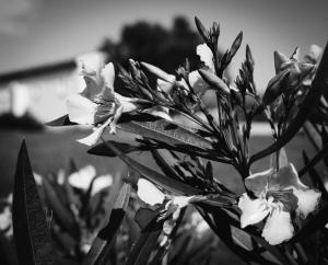 Auberge Santu Martine: cottage with pool (Vinza) img62