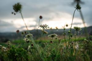 Auberge Santu Martine: cottage with pool (Vinza) img76