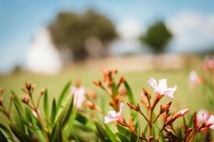 Auberge Santu Martine - Cottage with Pool - Ischierda img70