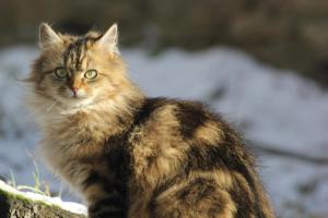 Maisons d'hotes La Maison des Chats : photos des chambres