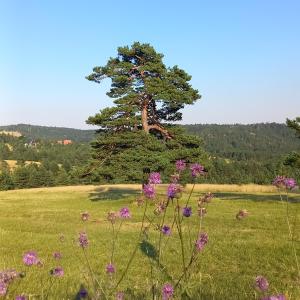 Apartman Popović - Vila Gorštak