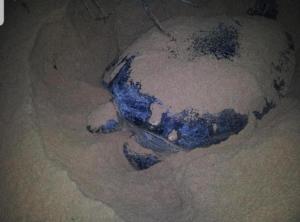 Soma Home Stay & Cabanas