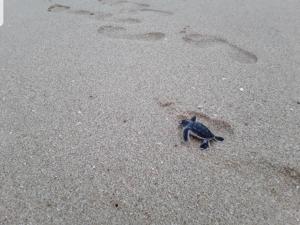 Soma Home Stay & Cabanas