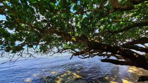 Melbas Whaleshark and Beach Resort