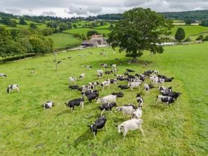 Owls Nest Barn - Harescombe