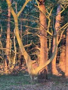 Apartamenty nad morzem Przy klifie Dębina