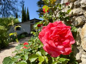 Villas Charmante Villa Botanique a Vaison-La-Romaine avec vue sur le chateau du village : photos des chambres