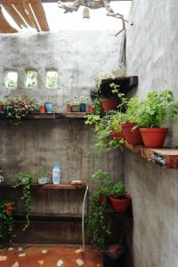 Ivy Coffee Farm - Garden House