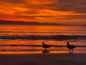 Tangerine Tree House img17