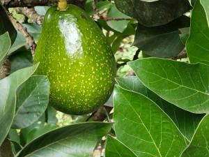 Philip Mary Farm Stay