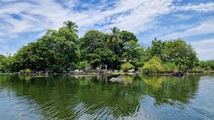 Zopango Orchids Island