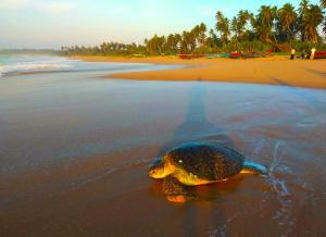 Sleeping Elephant Beach Resort