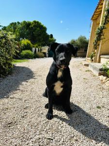 Maisons de vacances La Pitchoune : Gite aux pieds des Alpilles : Maison 2 Chambres