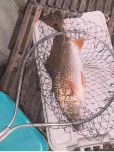 Legend oaks sportsman package - Gautier