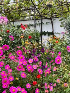 Guest House PIROSMANI