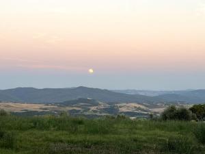 Windrose Blue Blossom
