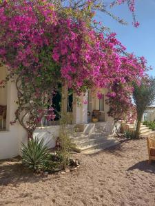 Marine Garden Camp - Hostely, Dahab