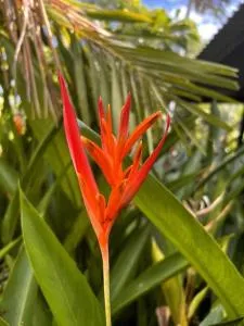 Pete's Place - 卡苏阿利纳