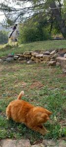 Maisons de vacances Gite dans une ferme agro-ecologique en Ardeche : photos des chambres