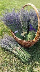 Grădina Magică a Lavandei Glamping