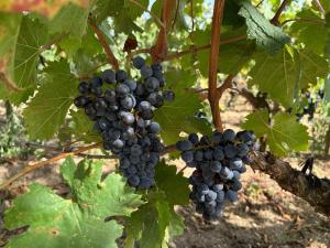 Appartements Les logis des Vignobles Sainte Emilion en Duplex n 3 avec terrasse : photos des chambres