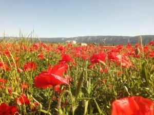 Appartements gite le petit luberon coquelicot : photos des chambres