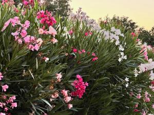 Appartements Hameau Des Claudins : photos des chambres