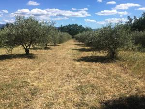 Maisons de vacances Villa up to 15 people, between GORDES & ROUSSILLON : photos des chambres