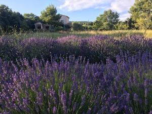 Maisons de vacances Villa up to 15 people, between GORDES & ROUSSILLON : photos des chambres