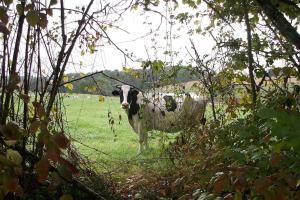 Maisons de vacances The Lake Cottage in Gascony France : photos des chambres