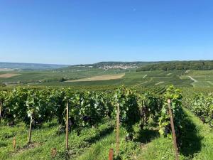 Appartements Au coeur du vignoble champenois : photos des chambres