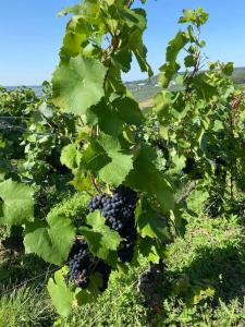 Appartements Au coeur du vignoble champenois : photos des chambres