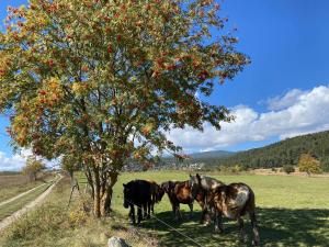 Chalets Chalet de montana : photos des chambres