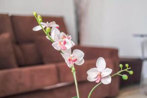 Estudio El Médano (4)