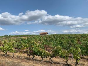 Maisons de vacances Les Sarments du Beaujolais, vue, piscine, terrasse : photos des chambres