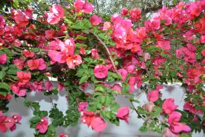 Anofli Suites Skopelos Greece