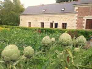 Maisons de vacances La Chauvelliere, un ecrin de verdure dans un cadre historique : photos des chambres