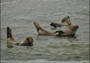 Appartements tout confort idealement places a Berck-Plage : photos des chambres