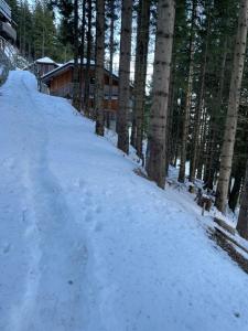 Apartma Med smrekami Golte