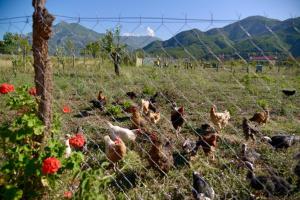 Shpija E AMEL (Sweet Guest House)