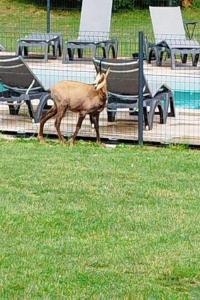 Gite 2 pièces Parc des Chamois piscine chauffée