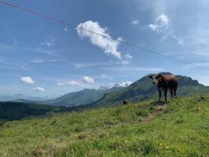 Appartements Charming Bright Spacious Village Walk to lift Hike : photos des chambres