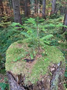 Ferienwohnung "Am Mittag"